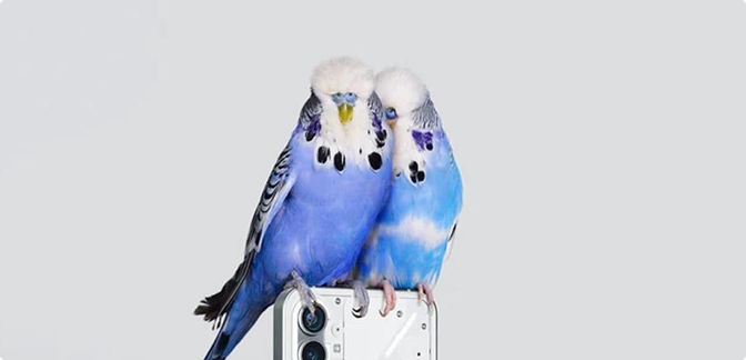 Birds photo